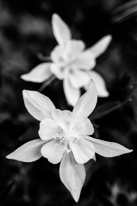 Picture of USA-WYOMING. COLUMBINE WILDFLOWERS-GRAND TETON NATIONAL PARK.