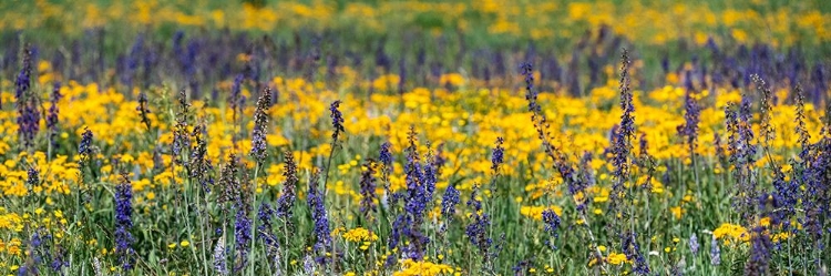 Picture of USA-WYOMING. WILDFLOWERS-GRAND TETON NATIONAL PARK.