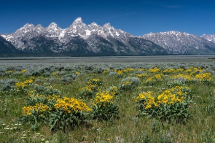 Picture of USA-WYOMING. GRAND TETON RANGE-GRAND TETON NATIONAL PARK.