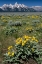 Picture of USA-WYOMING. GRAND TETON RANGE AND ARROWLEAF BALSAMROOT WILDFLOWERS-GRAND TETON NATIONAL PARK.
