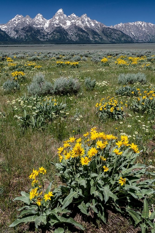 Picture of USA-WYOMING. GRAND TETON RANGE AND ARROWLEAF BALSAMROOT WILDFLOWERS-GRAND TETON NATIONAL PARK.