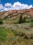 Picture of USA-WYOMING. RED HILLS-BRIDGER TETON NATIONAL FOREST.