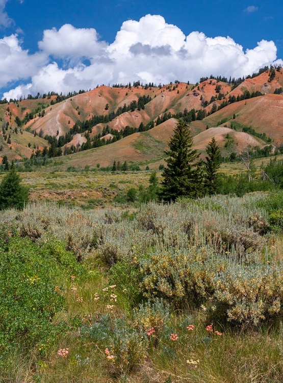 Picture of USA-WYOMING. RED HILLS-BRIDGER TETON NATIONAL FOREST.