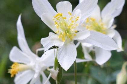 Picture of USA-WYOMING. COLUMBINE WILDFLOWERS-GRAND TETON NATIONAL PARK.