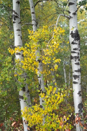 Picture of USA-WYOMING. FOG DESCENDING ON AUTUMN ASPEN NEAR JACKSON HOLE.