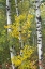 Picture of USA-WYOMING. FOG DESCENDING ON AUTUMN ASPEN NEAR JACKSON HOLE.