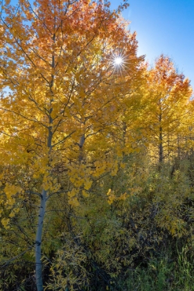 Picture of USA-WYOMING. AUTUMN ASPEN NEAR THE OXBOW BEND-GRAND TETON NATIONAL PARK.