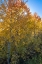 Picture of USA-WYOMING. AUTUMN ASPEN NEAR THE OXBOW BEND-GRAND TETON NATIONAL PARK.