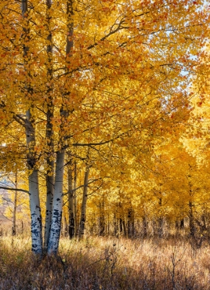 Picture of USA-WYOMING. AUTUMN ASPEN NEAR THE OXBOW BEND-GRAND TETON NATIONAL PARK.