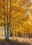 Picture of USA-WYOMING. AUTUMN ASPEN NEAR THE OXBOW BEND-GRAND TETON NATIONAL PARK.