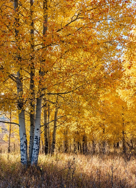 Picture of USA-WYOMING. AUTUMN ASPEN NEAR THE OXBOW BEND-GRAND TETON NATIONAL PARK.