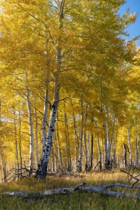 Picture of USA-WYOMING. AUTUMN ASPEN NEAR THE OXBOW BEND-GRAND TETON NATIONAL PARK.