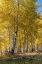 Picture of USA-WYOMING. AUTUMN ASPEN NEAR THE OXBOW BEND-GRAND TETON NATIONAL PARK.