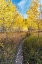 Picture of WYOMING. TRAIL THROUGH AUTUMN ASPENS AND GRASSLANDS-BLACK TAIL BUTTE-GRAND TETON NATIONAL PARK.