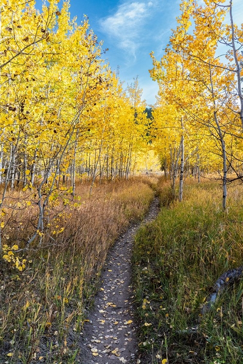 Picture of WYOMING. TRAIL THROUGH AUTUMN ASPENS AND GRASSLANDS-BLACK TAIL BUTTE-GRAND TETON NATIONAL PARK.