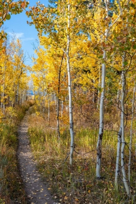 Picture of WYOMING. TRAIL THROUGH AUTUMN ASPENS AND GRASSLANDS-BLACK TAIL BUTTE-GRAND TETON NATIONAL PARK.