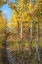 Picture of WYOMING. TRAIL THROUGH AUTUMN ASPENS AND GRASSLANDS-BLACK TAIL BUTTE-GRAND TETON NATIONAL PARK.