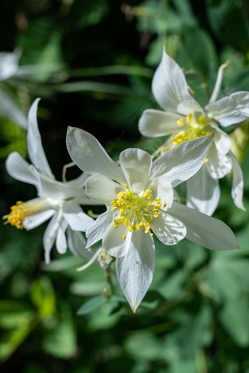 Picture of USA-WYOMING. COLUMBINE WILDFLOWERS-GRAND TETON NATIONAL PARK.