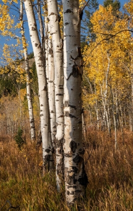 Picture of USA-WYOMING. AUTUMN ASPEN NEAR THE OXBOW BEND-GRAND TETON NATIONAL PARK.