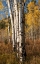 Picture of USA-WYOMING. AUTUMN ASPEN NEAR THE OXBOW BEND-GRAND TETON NATIONAL PARK.