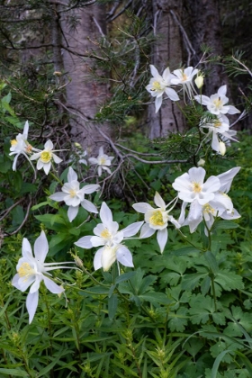 Picture of USA-WYOMING. COLUMBINE WILDFLOWERS-GRAND TETON NATIONAL PARK.