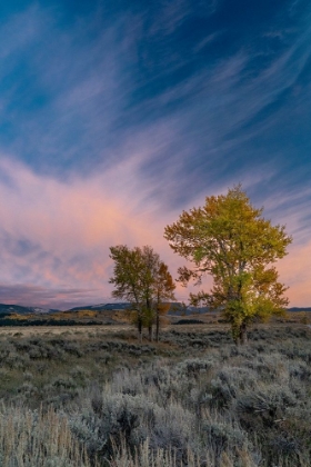 Picture of USA-WYOMING. SUNSET CLOUDS AND COTTONWOODS-NEAR ANTELOPE FLATS AND MORMON ROW-GRAND TETON NP