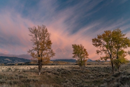 Picture of USA-WYOMING. SUNSET CLOUDS AND COTTONWOODS-NEAR ANTELOPE FLATS AND MORMON ROW-GRAND TETON NP