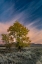 Picture of USA-WYOMING. SUNSET CLOUDS AND COTTONWOODS-NEAR ANTELOPE FLATS AND MORMON ROW-GRAND TETON NP