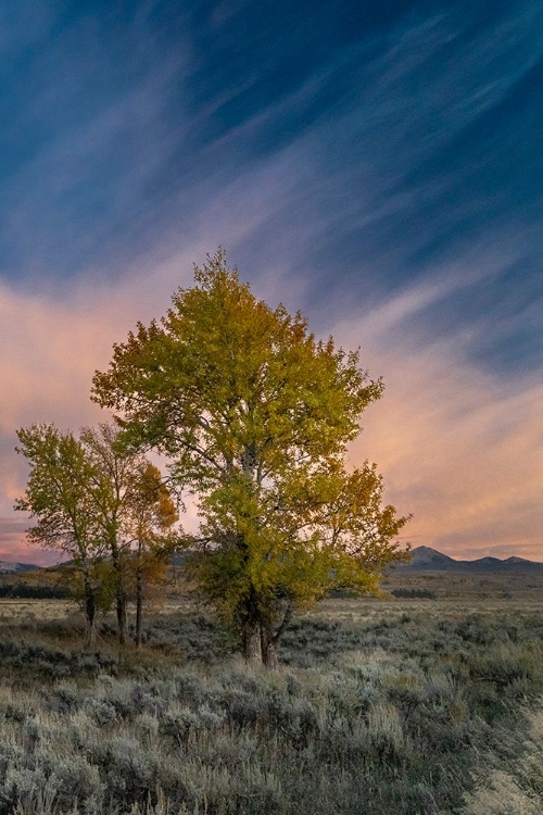 Picture of USA-WYOMING. SUNSET CLOUDS AND COTTONWOODS-NEAR ANTELOPE FLATS AND MORMON ROW-GRAND TETON NP