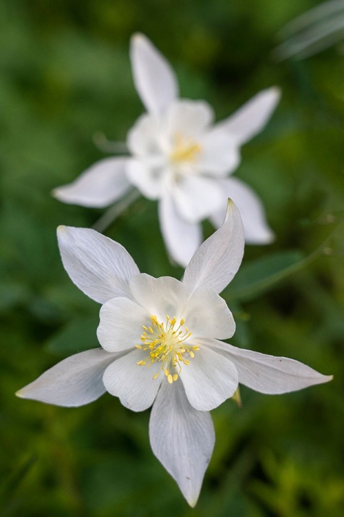 Picture of USA-WYOMING. COLUMBINE WILDFLOWERS-GRAND TETON NATIONAL PARK.