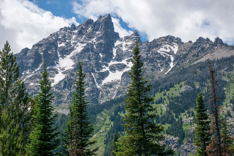 Picture of SUBALPINE FIR-GRAND TETONS-GRAND TETON NATIONAL PARK-WYOMING-USA