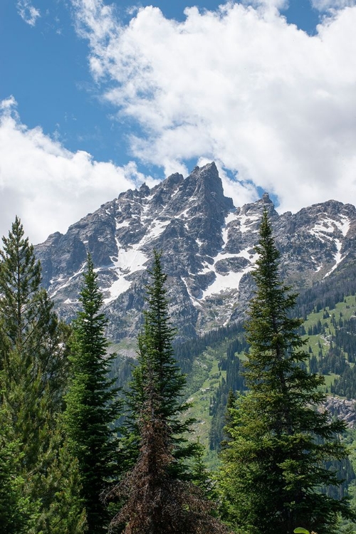 Picture of SUBALPINE FIR-GRAND TETONS-GRAND TETON NATIONAL PARK-WYOMING-USA