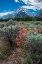 Picture of SCARLET GILIA-GRAND TETONS-GRAND TETON NATIONAL PARK-WYOMING-USA