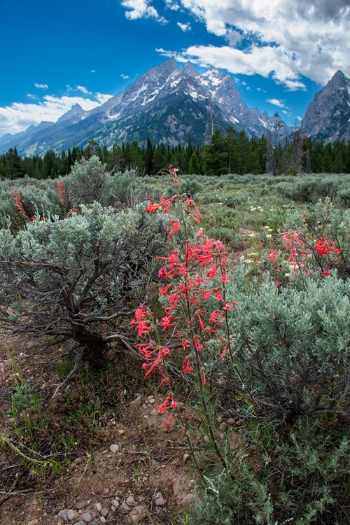 Picture of SCARLET GILIA-GRAND TETONS-GRAND TETON NATIONAL PARK-WYOMING-USA