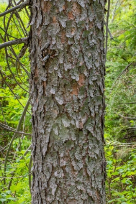 Picture of ENGELMANN SPRUCE TREE-STRING LAKE-GRAND TETONS NATIONAL PARK-WYOMING-USA