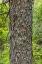 Picture of ENGELMANN SPRUCE TREE-STRING LAKE-GRAND TETONS NATIONAL PARK-WYOMING-USA