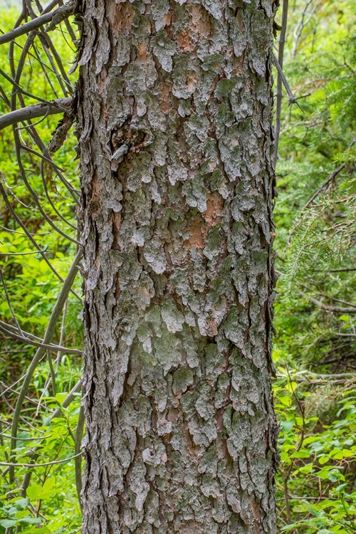 Picture of ENGELMANN SPRUCE TREE-STRING LAKE-GRAND TETONS NATIONAL PARK-WYOMING-USA