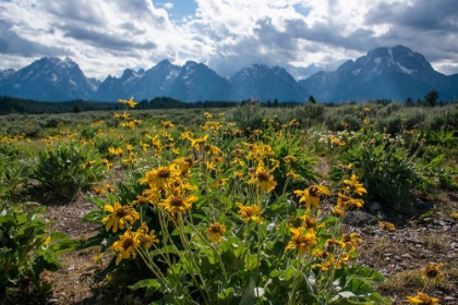 Picture of ARROWLEAF BALSAMROOT-GRAND TETONS-GRAND TETON NATIONAL PARK-WYOMING-USA