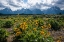 Picture of ARROWLEAF BALSAMROOT-GRAND TETONS-GRAND TETON NATIONAL PARK-WYOMING-USA