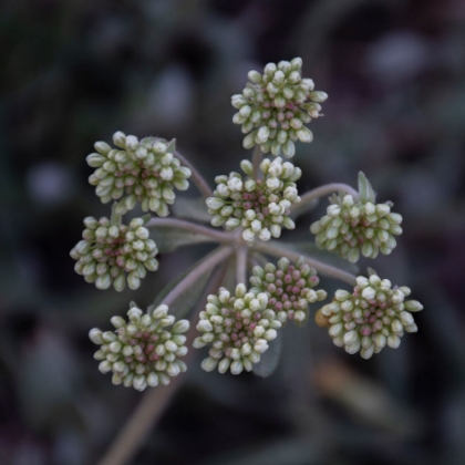 Picture of PARSNIP FLOWER BUCKWHEAT-SIGNAL MOUNTAIN-GRAND TETON NATIONAL PARK-WYOMING-USA