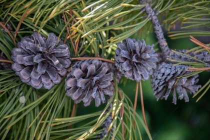 Picture of LODGEPOLE PINE CONES AND NEEDLES-LAKESHORE TRAIL-COLTER BAY-GRAND TETONS NATIONAL PARK-WYOMING