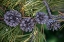 Picture of LODGEPOLE PINE CONES AND NEEDLES-LAKESHORE TRAIL-COLTER BAY-GRAND TETONS NATIONAL PARK-WYOMING