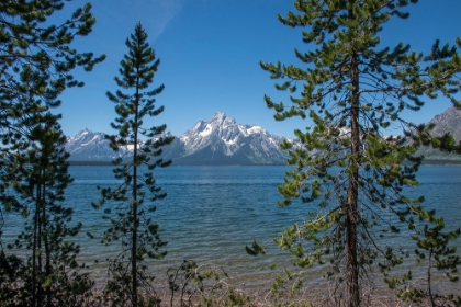 Picture of GRAND TETONS-LAKESHORE TRAIL-COLTER BAY-GRAND TETONS NATIONAL PARK-WYOMING-USA