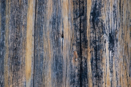 Picture of LODGEPOLE PINE-LAKESHORE TRAIL-COLTER BAY-GRAND TETONS NATIONAL PARK-WYOMING-USA