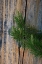 Picture of LODGEPOLE PINE-LAKESHORE TRAIL-COLTER BAY-GRAND TETONS NATIONAL PARK-WYOMING-USA