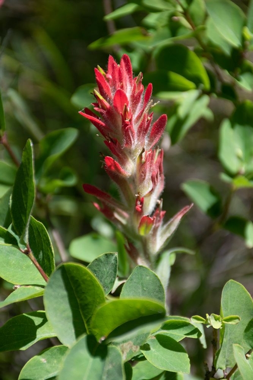 Picture of GIANT RED INDIAN PAINTBRUSH-LAKESHORE TRAIL-COLTER BAY-GRAND TETONS NATIONAL PARK-WYOMING-USA