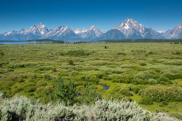 Picture of LUNCH TREE HILL-GRAND TETON NATIONAL PARK-WYOMING-USA.