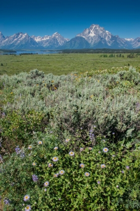 Picture of WILDFLOWERS AND GRAND TETONS-LUNCH TREE HILL-GRAND TETON NATIONAL PARK-WYOMING-USA.