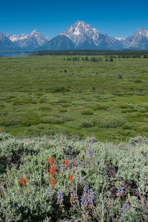 Picture of WILDFLOWERS AND GRAND TETONS-LUNCH TREE HILL-GRAND TETON NATIONAL PARK-WYOMING-USA.