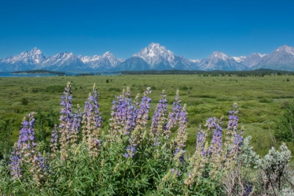 Picture of SILKY LUPINE-LUNCH TREE HILL-GRAND TETON NATIONAL PARK-WYOMING-USA.